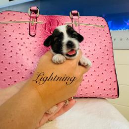Lightning - Black & tan tri-color male Morkie puppy in Deltona, Florida from Pink Purse Designer Breeds