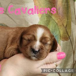 Rose - Ruby female Cavalier King Charles Spaniel puppy in Racine County, Wisconsin from Hough's Danes and Cavaliers