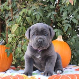 Purple collar male - Gray male Cane Corso puppy in Caliente, California from Rafter Cross 7