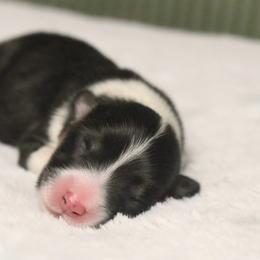 Frost - Black and tan male Pembroke Welsh Corgi puppy in Fayetteville, Arkansas from Intergalactic Corgis