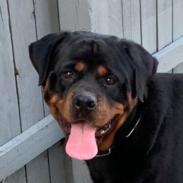 Kendy - Rottweiler