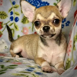 Luke - Fawn Chihuahua puppy in Niagara County, New York from Coolballow Chihuahuas