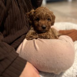 Girl 2 - Buff female Cockapoo puppy in Birdsboro, Pennsylvania from Cooper Family Cockapoos
