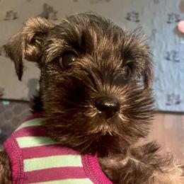 Tiptoe - Salt and pepper female Miniature Schnauzer puppy in Interlachen, Florida from Pam's Schnauzers