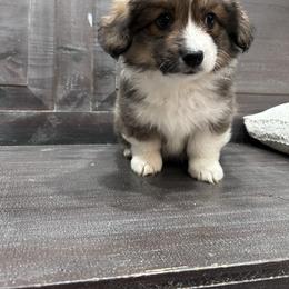 Red collar - Sable and white male American Corgi puppy in Flat Rock, Alabama from Fluffy Butt Acres