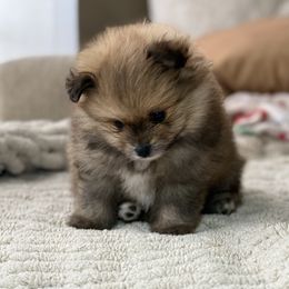 Axel - Red sable male Pomeranian puppy in Phoenix, Arizona from Luxpomz