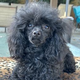 Lily - Poodle