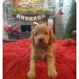 Boys 7.    3 available only - Apricot male Goldendoodle puppy in Howell, Michigan from Robbin's Treasures