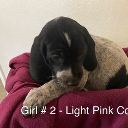 Girl 2 - Blue ticked Bluetick Coonhound puppy in Oroville, California from Sinha Bluetick Coonhounds