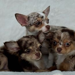Tink - Merle female Chihuahua puppy in North Dakota from American Dream Chihuahua’s