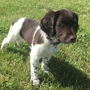 Kleine Munsterlander Puppies from Gould Hunting Dogs