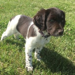 Kleine Munsterlander Puppies from Gould Hunting Dogs