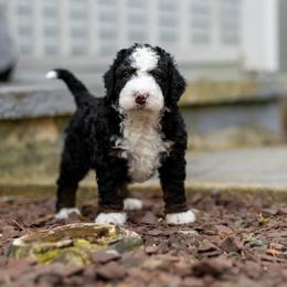 Finn - Tri-color male Bernedoodle puppy in Narvon, Pennsylvania from CBKB Bernedoodle’s