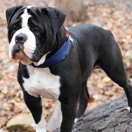 Alapaha Blue Blood Bulldogs from Hudson’s Rock Alapahas