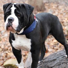 Alapaha Blue Blood Bulldogs from Hudson’s Rock Alapahas