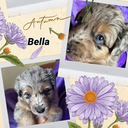 Bella - Blue merle female Australian Shepherd puppy in Marshall, Virginia from Aussie Tales Farm