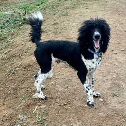 Bobby - Poodle