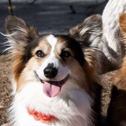 Pembroke Welsh Corgis from Potato Patch