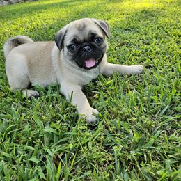 Pug Puppies from Vaubel Country Pugs