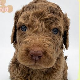 Bonnie - Merle female Saint Berdoodle puppy in Beach, North Dakota from Badland St. Berdoodles LLC