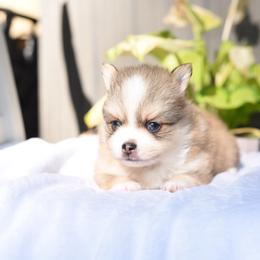 Smidge - Gray and white male Pomsky puppy in Coos Bay, Oregon from Ocean View Pomskies