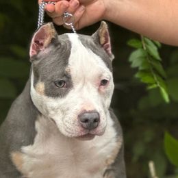 Frost - Blue tri-color American Bully puppy in Nashville, Tennessee from SimplyBullies