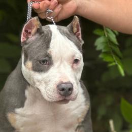 Frost - Blue tri-color American Bully puppy in Nashville, Tennessee from SimplyBullies