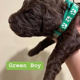 Poodle Puppies from Semmy’s standard Poodle
