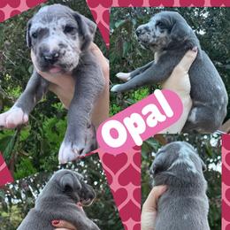 Opal - Harlequin female Great Dane puppy in Wellsville, New York from Prophecy Danes
