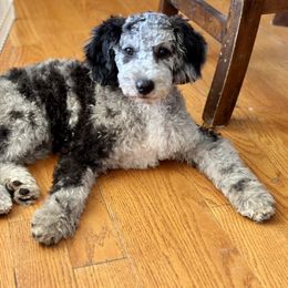 Aussiedoodle, Australian Shepherd, and Miniature Australian Shepherd Puppies from Bline's Awesome Aussies CA