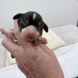 Pocket Beagle Female - Black tan and white female Beagle puppy in Gentry, Arkansas from HC Puppy Ranch