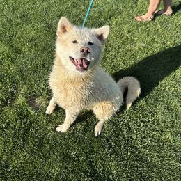 GoGo - Japanese Akitainu