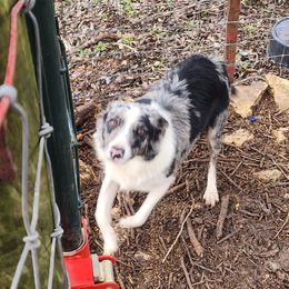 Border Collies from KMA Ranch