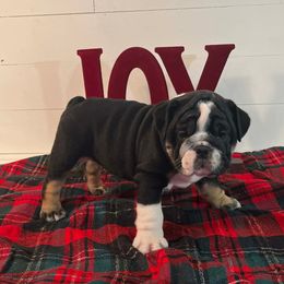 Mary Jane - Black tri-color female Bulldog puppy in Lakeland, Florida from Fur Love And Puppies