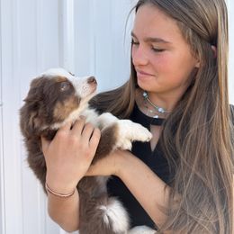 Miniature Australian Shepherd Puppies from Reeds Cattle Co.