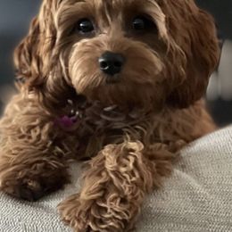 Cavapoos from Dashing Dogs