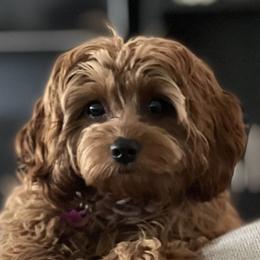 Cavapoos from Dashing Dogs
