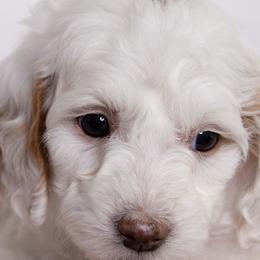 Cavapoos and Goldendoodles from Sedona Ranch Micro Doodles
