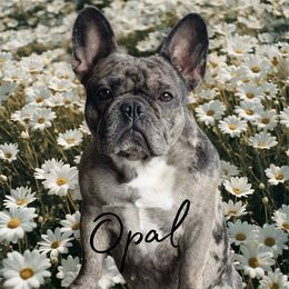 Opal - French Bulldog