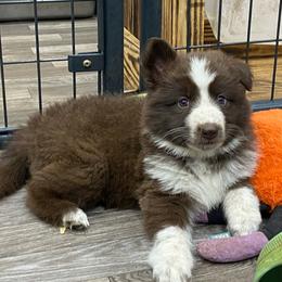 Girl 5 White collar - Panda female German Shepherd puppy in Pelham, North Carolina from P & P Shepherds