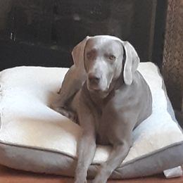 Maxx - Weimaraner