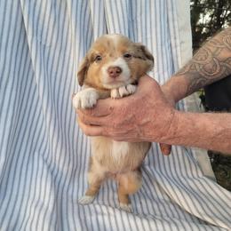 Miniature Australian Shepherd Puppies from Rutland Aussies
