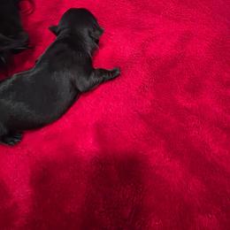 Rocky - Black male Scottish Terrier puppy in Mount Vernon, Washington from Scottish Terrier Sandra T
