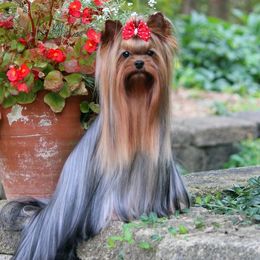 Lana - Yorkshire Terrier
