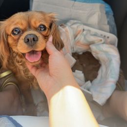Cavapoo puppies from Parisian Puppies