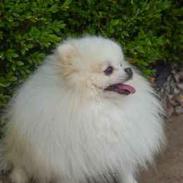 Monte - Pomeranian