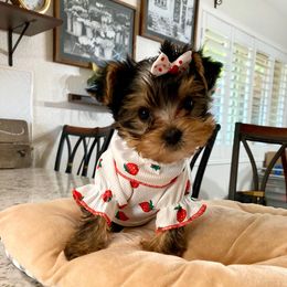 Little Maisie - Blue and gold female Yorkshire Terrier puppy in Yuma, Arizona from Yuma Yorkie