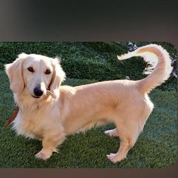 Petey - Dachshund