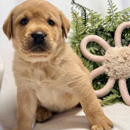 Girl 1 - female Labrador Retriever puppy in Lynn, Indiana from Four Seasons
