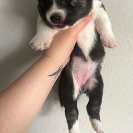 Siberian Husky Puppies from OAZS Pups